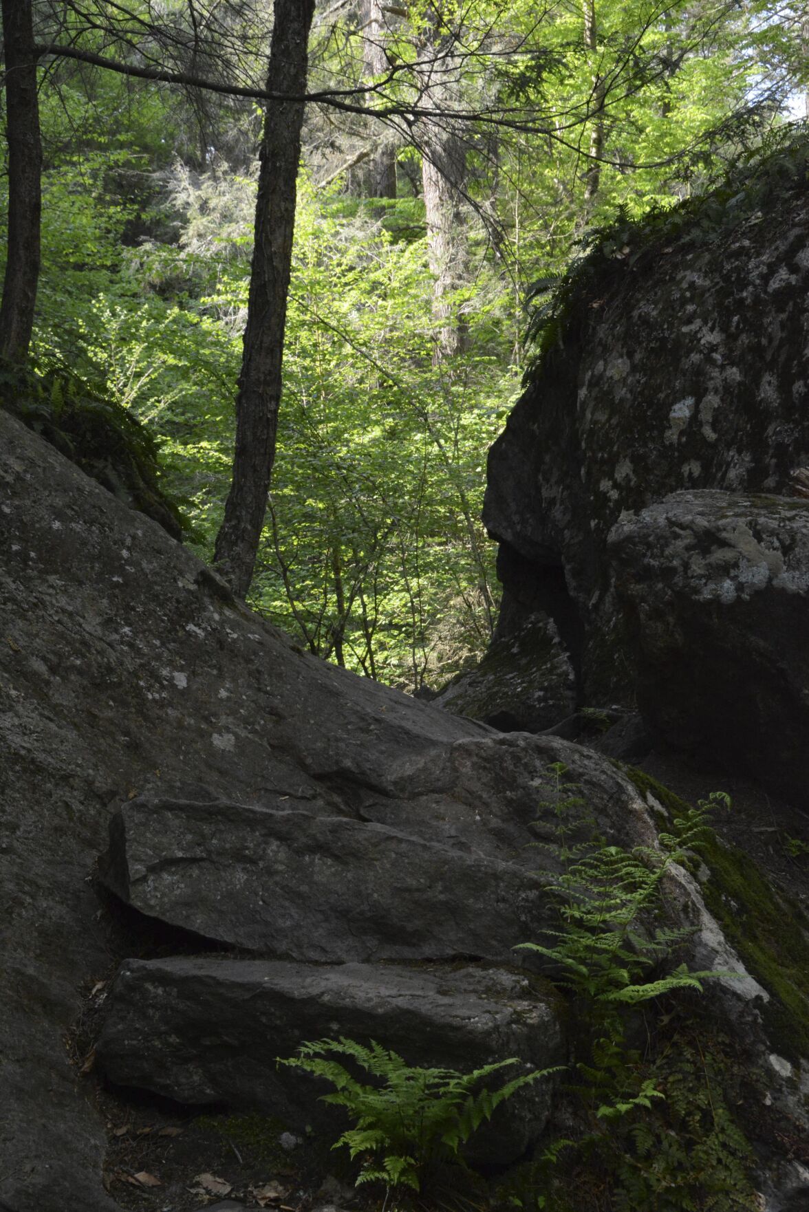 Ice Glen ravine